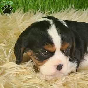 STAR, Cavalier King Charles Spaniel Puppy