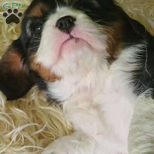 NICKLAUS, Cavalier King Charles Spaniel Puppy