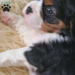 NICKLAUS, Cavalier King Charles Spaniel Puppy