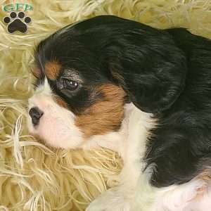 NICKLAUS, Cavalier King Charles Spaniel Puppy