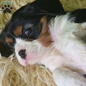NICKLAUS, Cavalier King Charles Spaniel Puppy