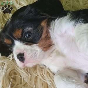NICKLAUS, Cavalier King Charles Spaniel Puppy