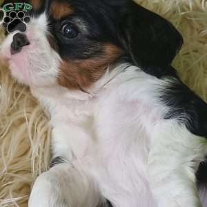 NICKLAUS, Cavalier King Charles Spaniel Puppy