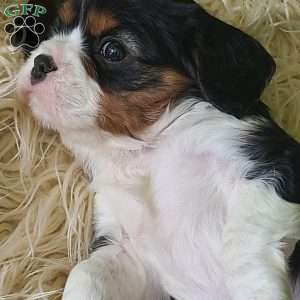 NICKLAUS, Cavalier King Charles Spaniel Puppy