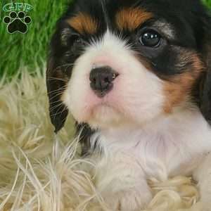 NICKLAUS, Cavalier King Charles Spaniel Puppy