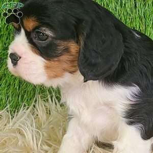 NICKLAUS, Cavalier King Charles Spaniel Puppy