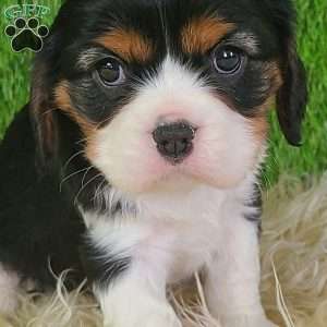 NICKLAUS, Cavalier King Charles Spaniel Puppy