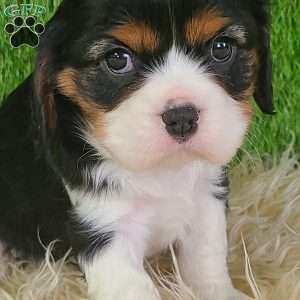 NICKLAUS, Cavalier King Charles Spaniel Puppy