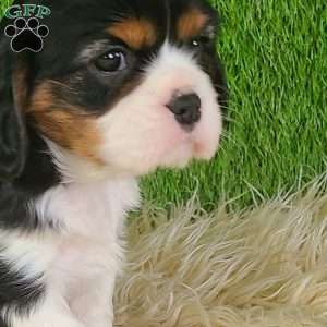 NICKLAUS, Cavalier King Charles Spaniel Puppy