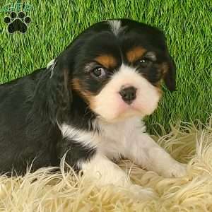 NICKLAUS, Cavalier King Charles Spaniel Puppy