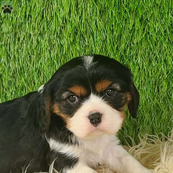 NICKLAUS, Cavalier King Charles Spaniel Puppy