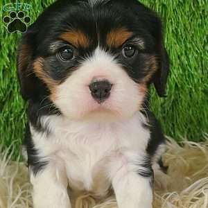 NICKLAUS, Cavalier King Charles Spaniel Puppy