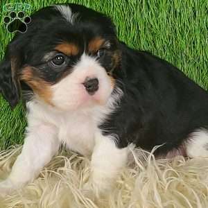 NICKLAUS, Cavalier King Charles Spaniel Puppy