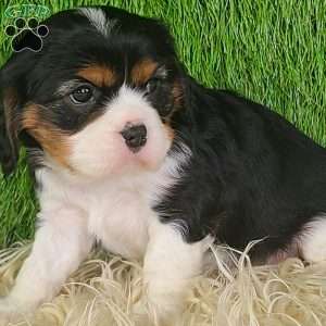 NICKLAUS, Cavalier King Charles Spaniel Puppy