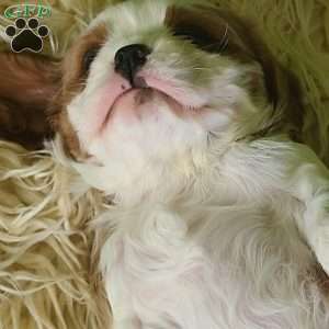 CLAUSE, Cavalier King Charles Spaniel Puppy
