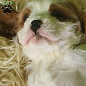 CLAUSE, Cavalier King Charles Spaniel Puppy