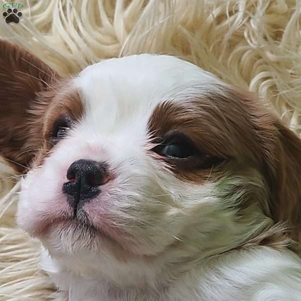 CLAUSE, Cavalier King Charles Spaniel Puppy