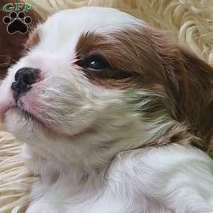 CLAUSE, Cavalier King Charles Spaniel Puppy