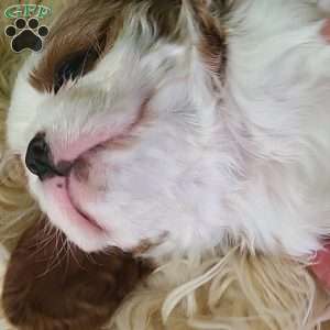 CLAUSE, Cavalier King Charles Spaniel Puppy