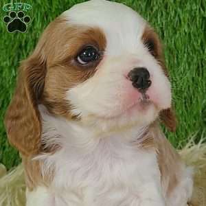 CLAUSE, Cavalier King Charles Spaniel Puppy