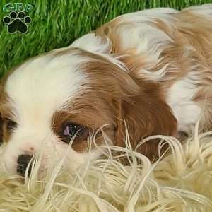 CLAUSE, Cavalier King Charles Spaniel Puppy