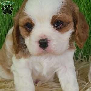 CLAUSE, Cavalier King Charles Spaniel Puppy