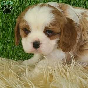 CLAUSE, Cavalier King Charles Spaniel Puppy