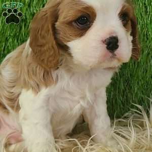 CLAUSE, Cavalier King Charles Spaniel Puppy