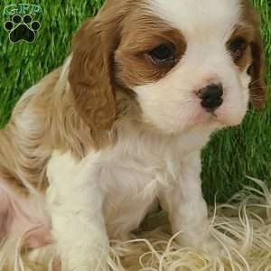 CLAUSE, Cavalier King Charles Spaniel Puppy
