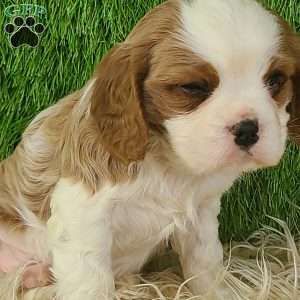 CLAUSE, Cavalier King Charles Spaniel Puppy