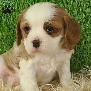 CLAUSE, Cavalier King Charles Spaniel Puppy