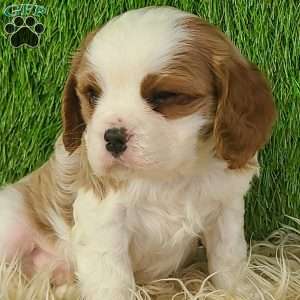 CLAUSE, Cavalier King Charles Spaniel Puppy