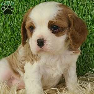 CLAUSE, Cavalier King Charles Spaniel Puppy