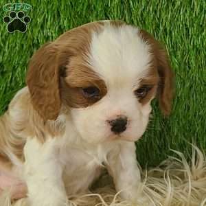 CLAUSE, Cavalier King Charles Spaniel Puppy