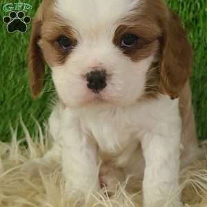 CLAUSE, Cavalier King Charles Spaniel Puppy