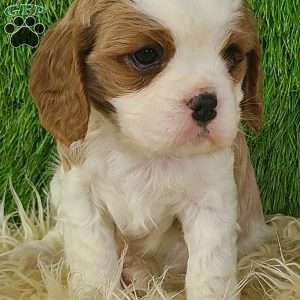CLAUSE, Cavalier King Charles Spaniel Puppy