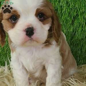 CLAUSE, Cavalier King Charles Spaniel Puppy