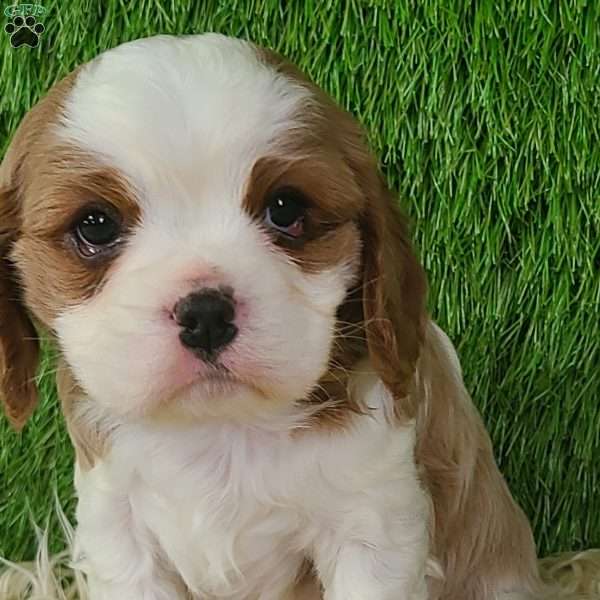 CLAUSE, Cavalier King Charles Spaniel Puppy