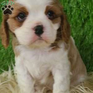 CLAUSE, Cavalier King Charles Spaniel Puppy