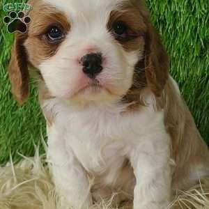 CLAUSE, Cavalier King Charles Spaniel Puppy