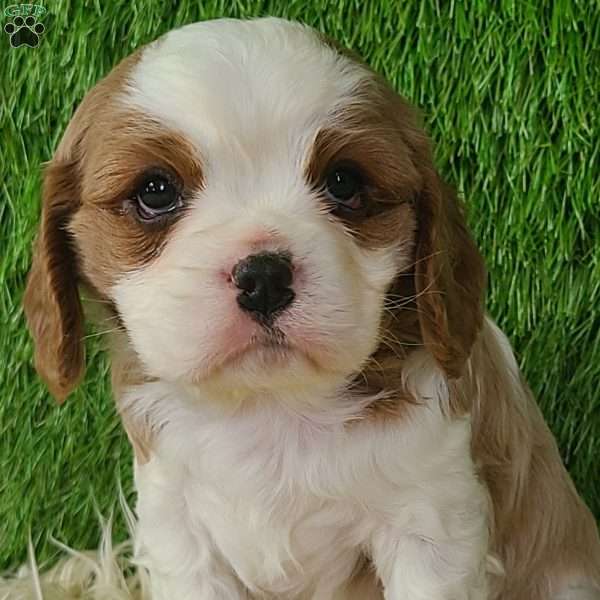 CLAUSE, Cavalier King Charles Spaniel Puppy