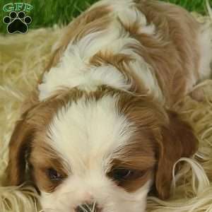 CLAUSE, Cavalier King Charles Spaniel Puppy
