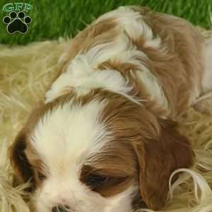 CLAUSE, Cavalier King Charles Spaniel Puppy