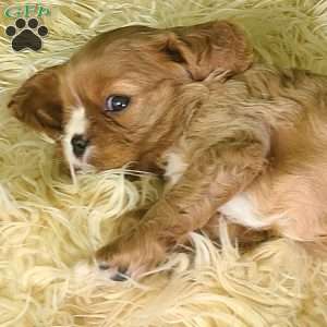 DIAMOND, Cavalier King Charles Spaniel Puppy