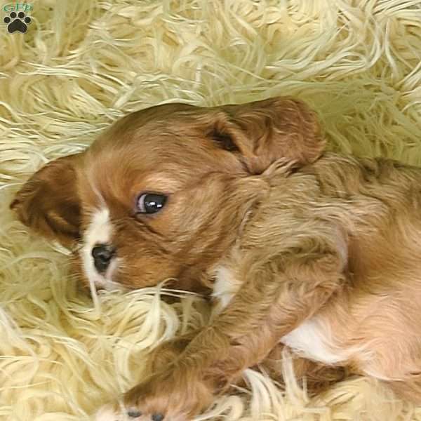 DIAMOND, Cavalier King Charles Spaniel Puppy