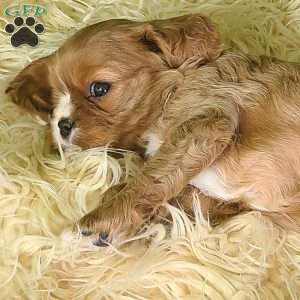 DIAMOND, Cavalier King Charles Spaniel Puppy