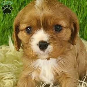 DIAMOND, Cavalier King Charles Spaniel Puppy