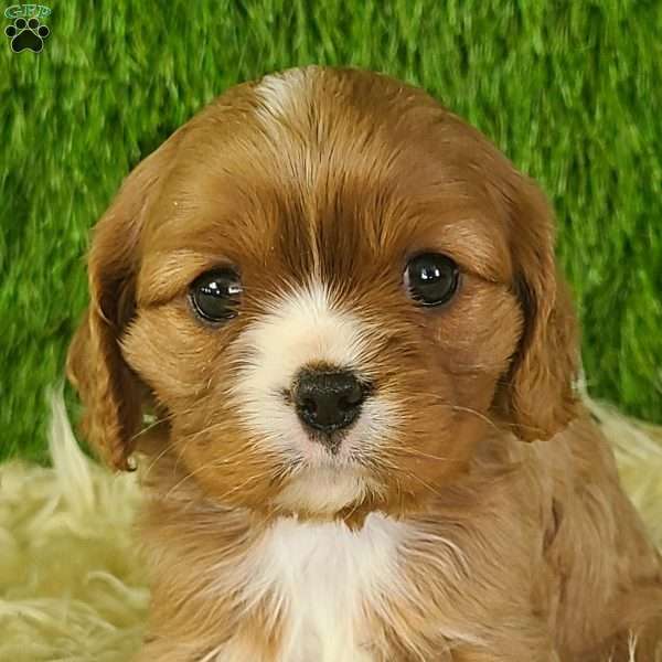 DIAMOND, Cavalier King Charles Spaniel Puppy