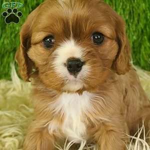 DIAMOND, Cavalier King Charles Spaniel Puppy