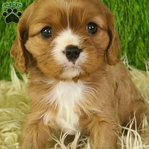 DIAMOND, Cavalier King Charles Spaniel Puppy